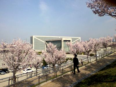 桜咲く大阪狭山池博物館